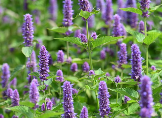 14 fleurs à l'ancienne qui ont toujours fière allure dans les jardins familiaux d'aujourd'hui