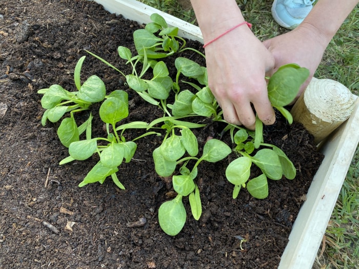 main d'une femme plantant des jeunes pousses d'épinards dans une caisse de jardinage