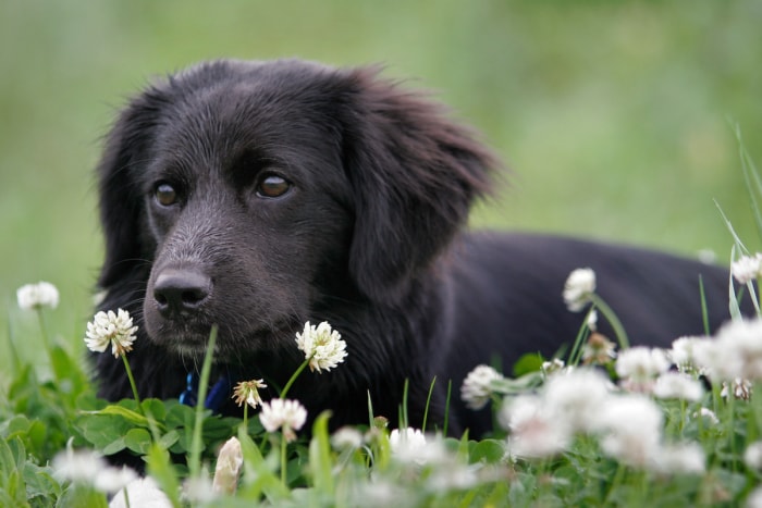 Un chiot noir est assis dans un champ de trèfle avec des fleurs de trèfle.