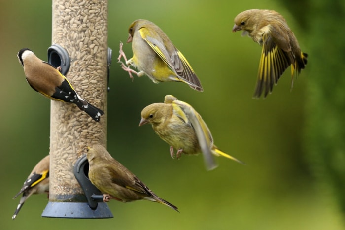 comment nettoyer les mangeoires d'oiseaux