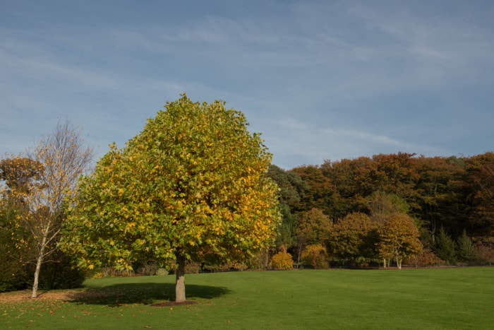 Liriodendron Tulipifera est un arbre à feuilles caduques originaire d'Amérique du Nord