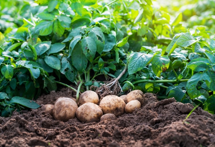 Pommes de terre dans une rangée de jardin.