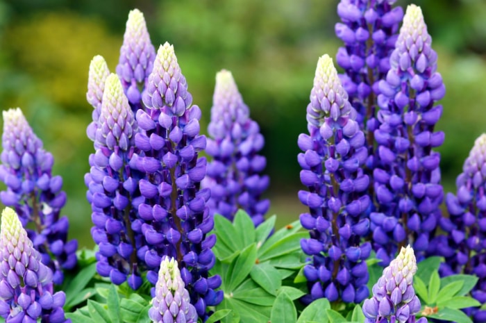 fleurs qui attirent les papillons - lupin