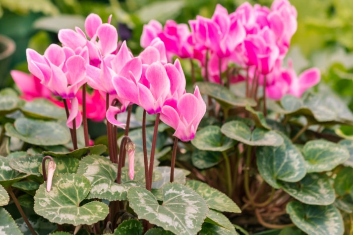 Fleurs de cyclamen roses