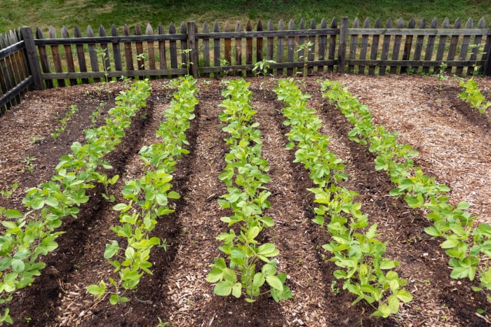 Comment éloigner les animaux du jardin