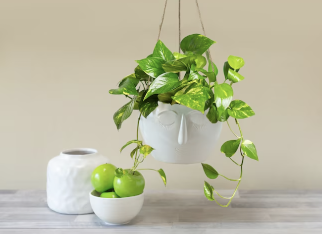 plantes-maison-poussière-plante-dans-un-pot-pendu-blanc-avec-collection-de-décor-blanc