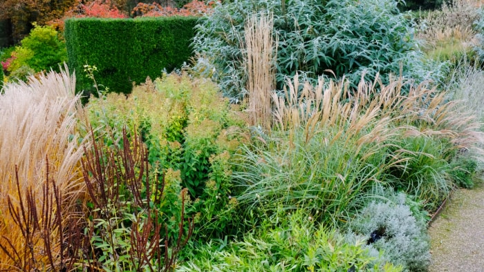 Les graminées ornementales peuplent un lit de jardin en pente.