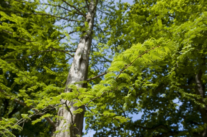 arbres d'ombrage à croissance rapide séquoia grand tronc avec branches feuilles