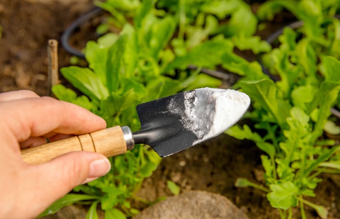 Mise au point sélective sur une personne tenant à la main une truelle de jardinage avec un tas de bicarbonate de soude, salade floue plantes. Utilisation du bicarbonate de soude dans les jardins et les champs agricoles.