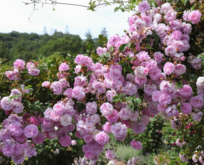 11 fleurs qui donneront à votre jardin une atmosphère de cottage anglais