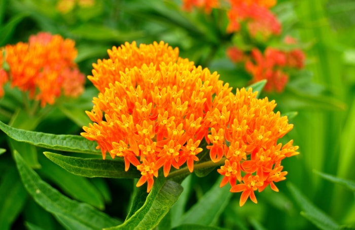 fleurs qui attirent les papillons - asclépiade