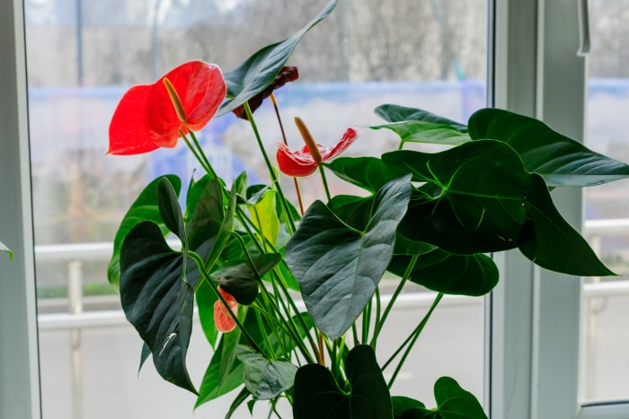 soins aux anthuriums