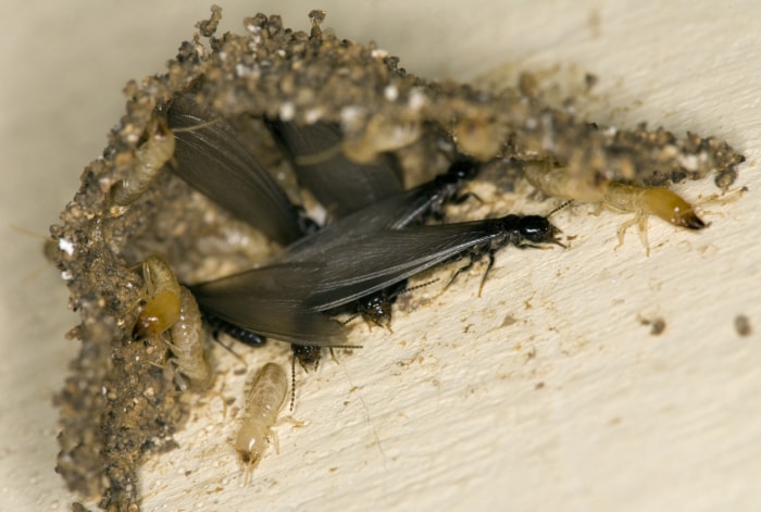 Dégâts causés par les termites et les fourmis charpentières