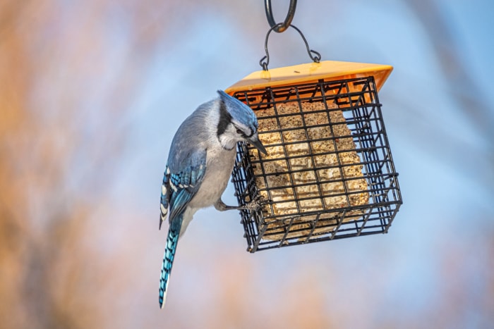 Le meilleur endroit pour accrocher des mangeoires à oiseaux