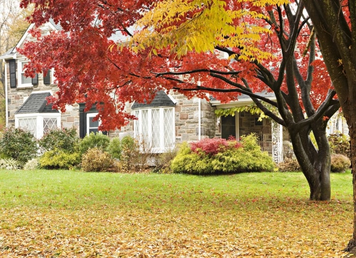 Les choses à faire et à ne pas faire pour nettoyer les feuilles