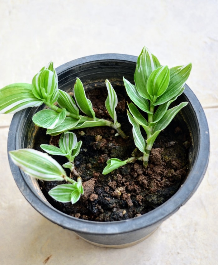 Trois petites propagations de plantes de 1 pouce poussant dans un petit pot de terre.