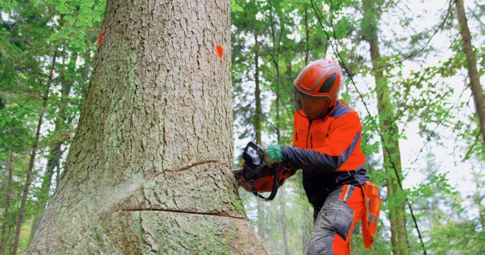 Bûcheron utilisant une tronçonneuse pour couper un arbre dans la forêt.