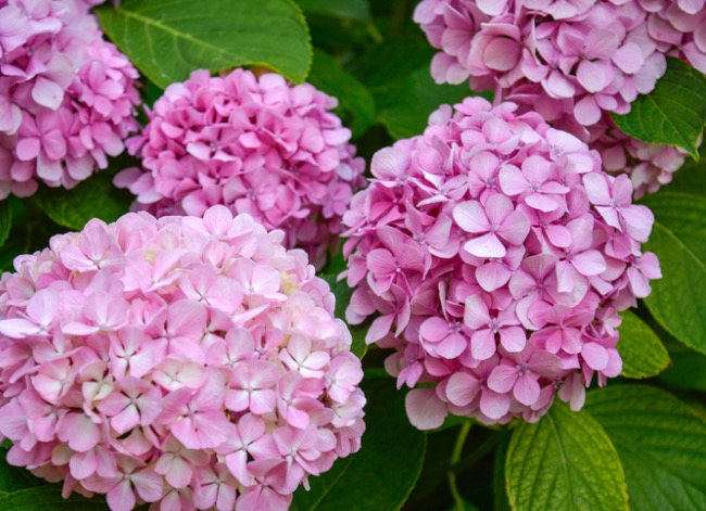 fleurs à l'ancienne