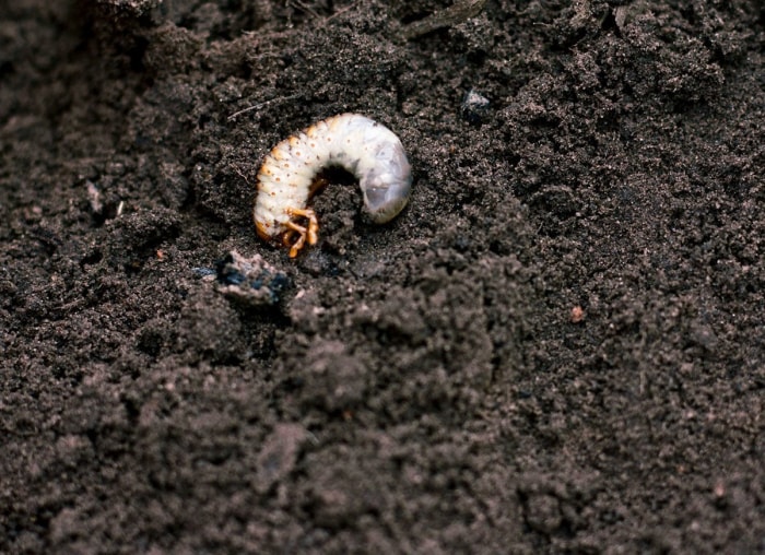 6 bestioles de jardin bénéfiques que vous pouvez acheter en ligne