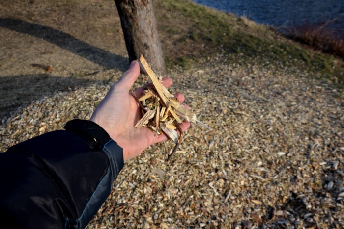 abattage d'arbres utilisation du bois