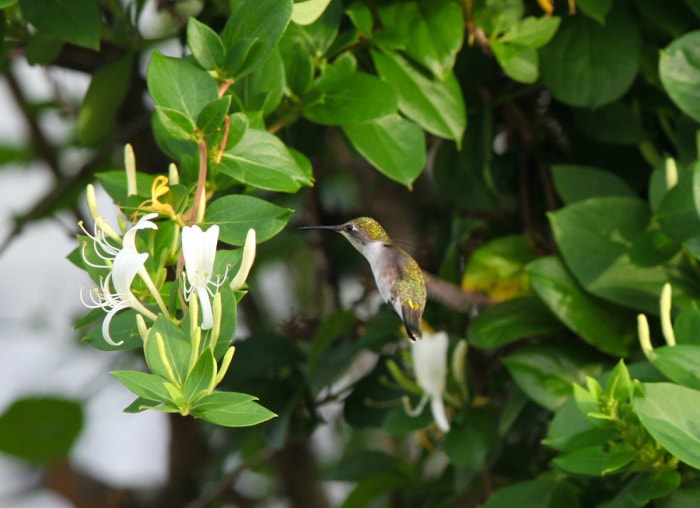 14 plantes, arbustes et arbres qui peuvent vous aider à vendre votre maison