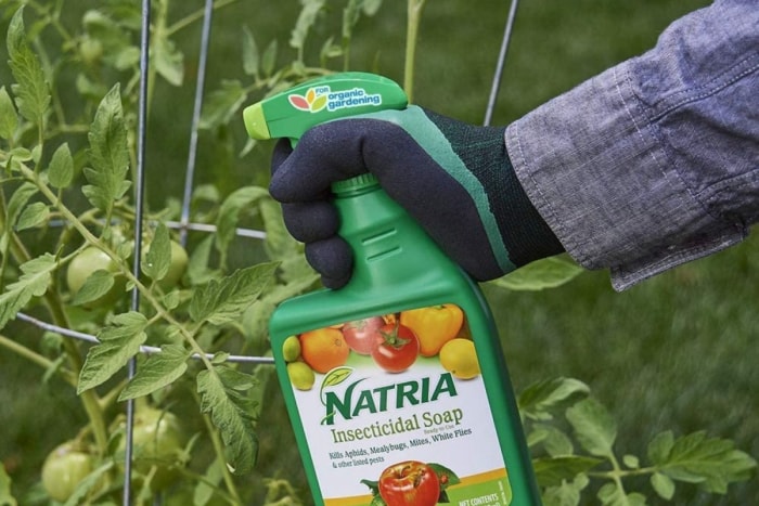 Une main gantée pulvérise des plantes avec du savon insecticide Natria