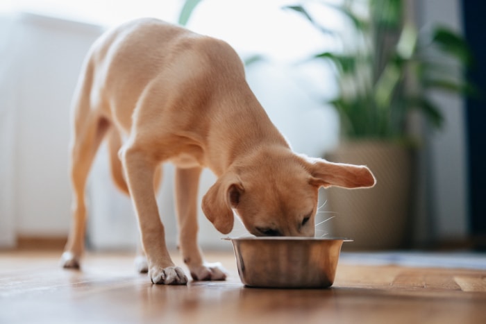 Mignon chiot jaune mangeant sa nourriture dans un bol en métal à la maison.