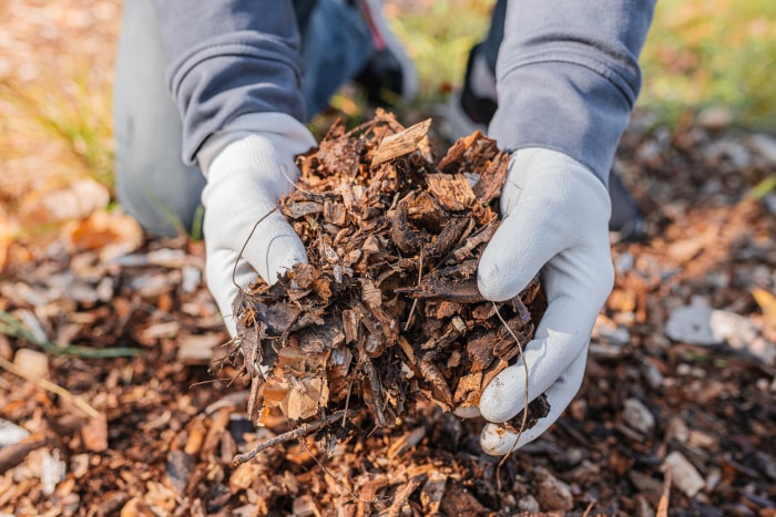 terreau de feuilles