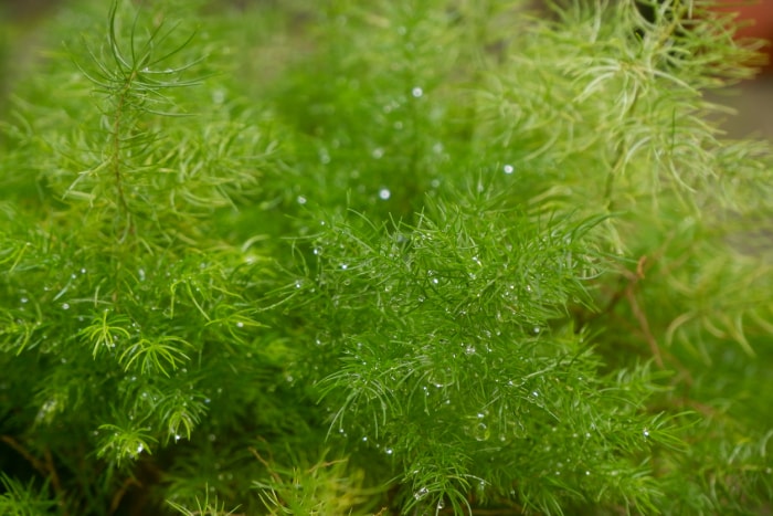 plantes d'étang