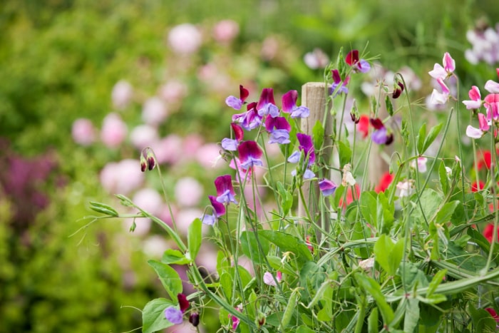 De nombreuses fleurs de pois de senteur colorées dans le jardin.