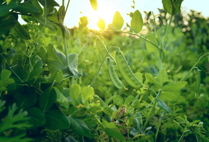 Pois mange-tout verts poussant dans un jardin.