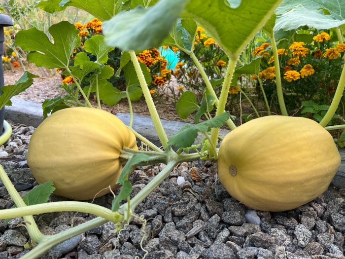 Courge spaghetti poussant sur une vigne.