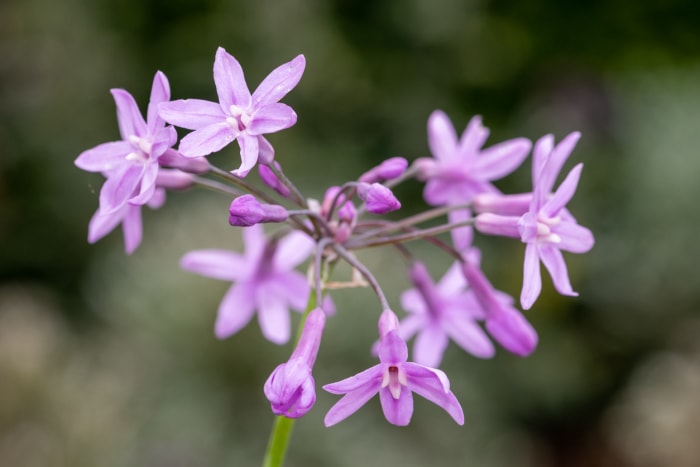 iStock-1474905837 Société de jardinage antiparasitaire Fleurs d'ail