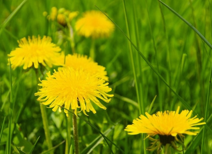 Gardez, ne tuez pas : 9 mauvaises herbes à accueillir