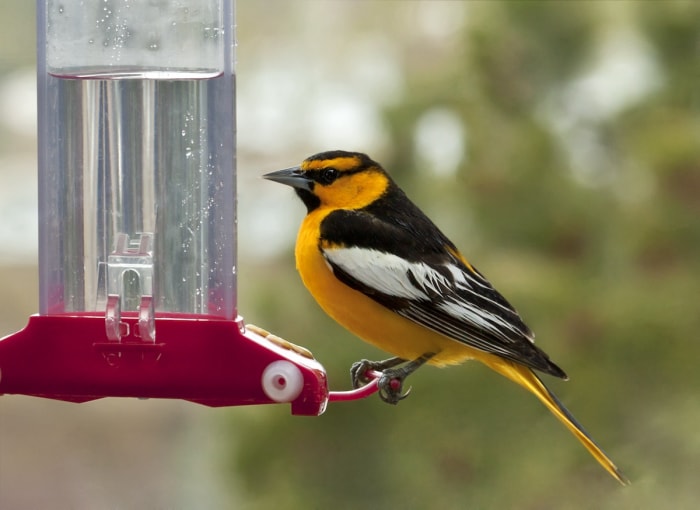 Un oriole de Bullocks mangeant le nectar d'une mangeoire.