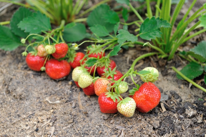 Les fraises d'un jardin mûrissent sur le sol.