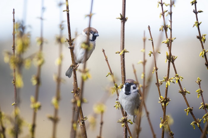 Oiseaux-perchés-sur-des-branches-de-forsythia-avec-de-petites-fleurs.