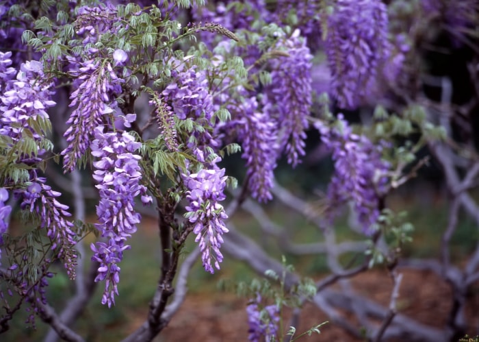 Arbre de glycine avec des fleurs violettes pendantes.