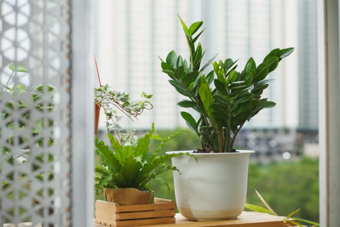 plantes d'intérieur à faible luminosité zz plante en pot blanc à l'intérieur