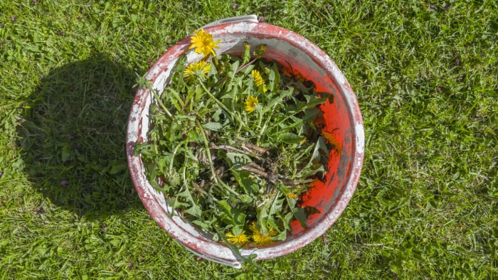 vue aérienne d'un seau rouge rempli de mauvaises herbes assis dans l'herbe