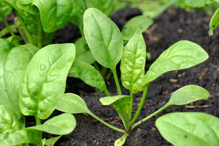 Plante d'épinard dans le jardin