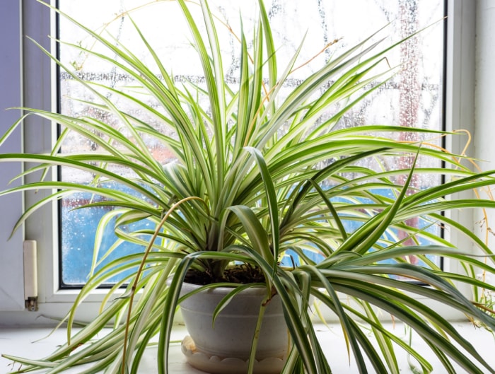 Plante araignée en pot sur le rebord de la fenêtre