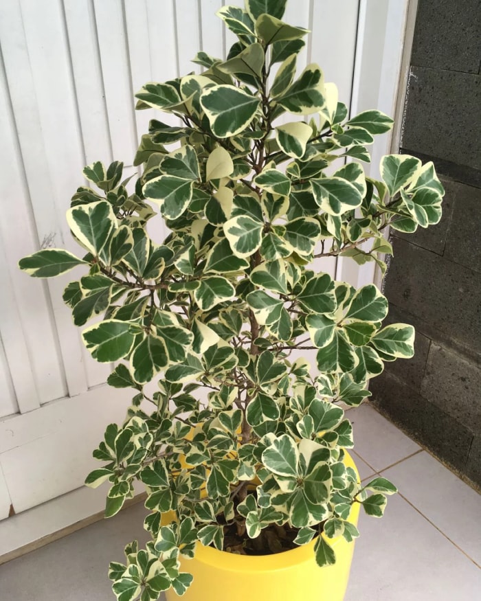 Grand arbre à coeur en pot jaune