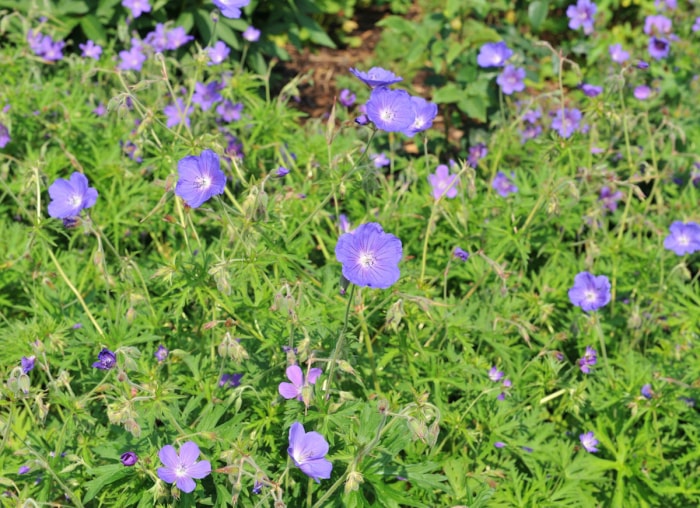 10 plantes à croissance rapide pour un attrait extérieur (presque) instantané