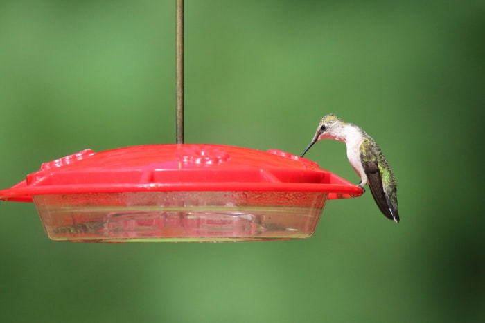 Meilleurs endroits pour accrocher des mangeoires à oiseaux