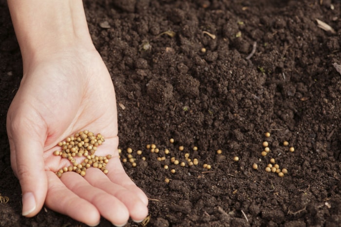 10 choses que tout nouveau jardinier devrait savoir sur la plantation manuelle des graines dans le sol