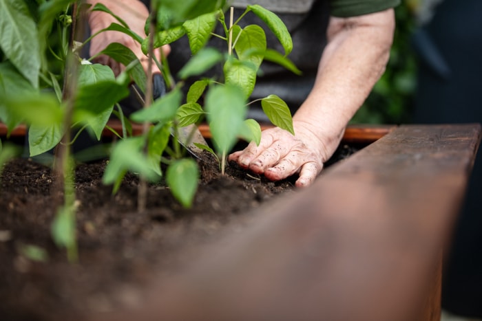 Une personne utilise une truelle pour ajouter de la terre fraîche à un lit de jardin surélevé rempli de plants de poivrons.