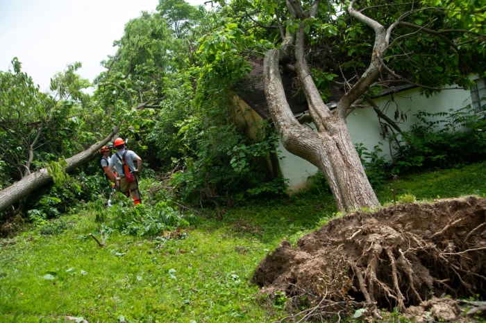 Deux ouvriers évaluent les dégâts causés par la tempête sur les arbres d'une maison