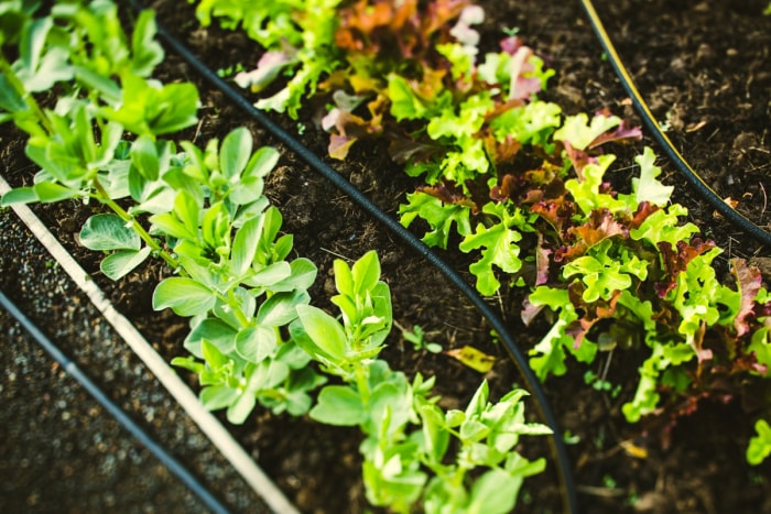 Plantes dans le jardin