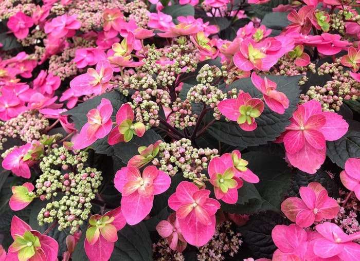 Plantez ces 12 hortensias pour un jardin époustouflant